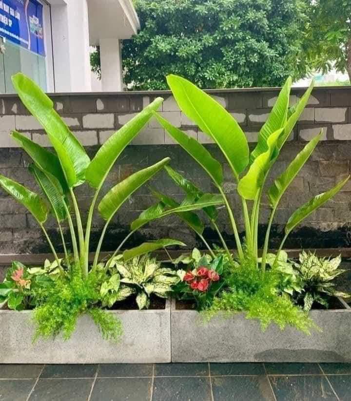 Tiểu cảnh bồn cây chuối rẻ quạt