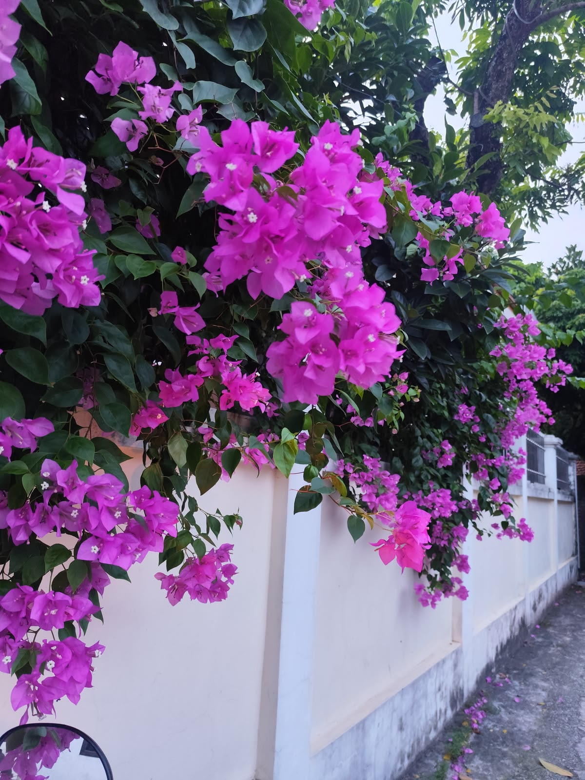 Cây hoa giấy tạo điểm nhấn màu sắc cho bức tường thô cứng