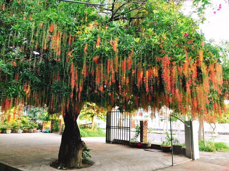 Hoa cây lộc vừng rủ xuống như dải lụa mềm mại